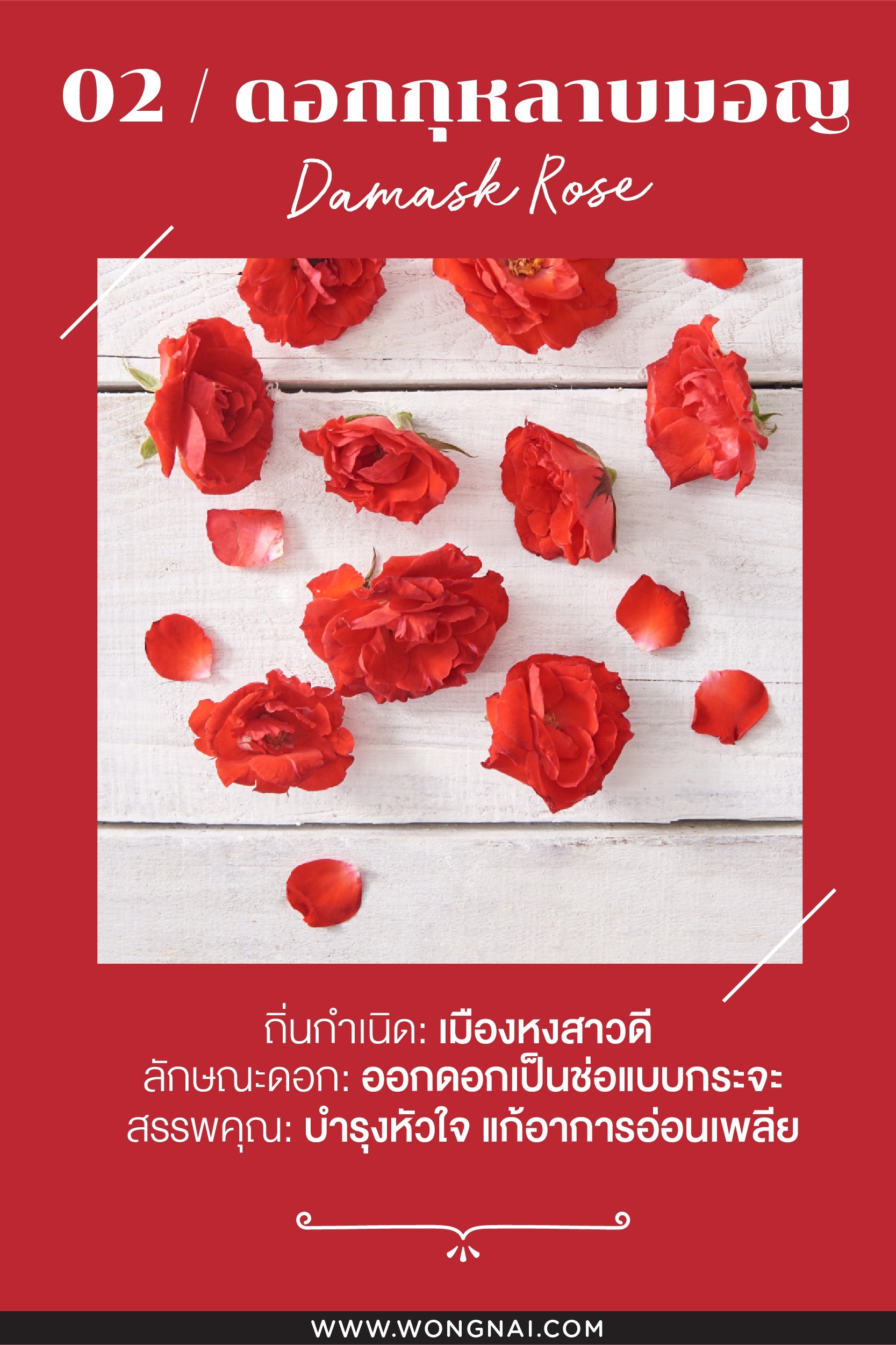ประโยชน์ของดอกกุหลาบมอญกินได้
