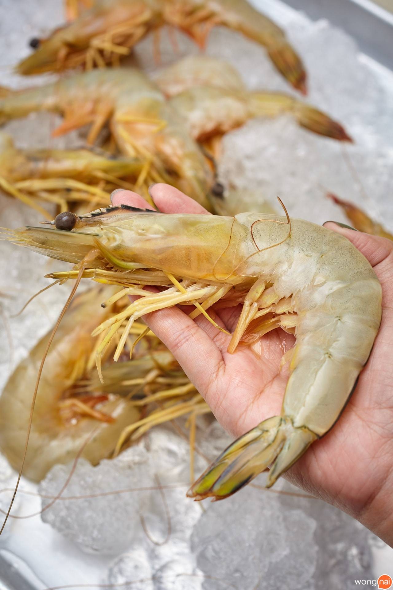 เมนู “กุ้งแชบ๊วยเผา” ของร้าน “นครสมุทรซีฟู้ด”