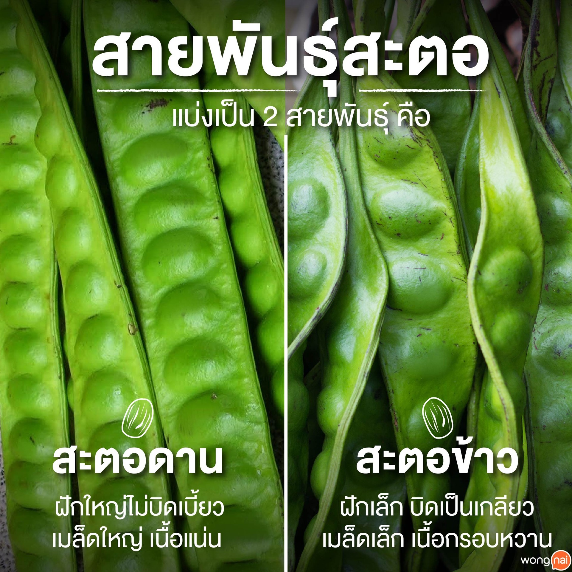 สายพันธุ์สะตอ