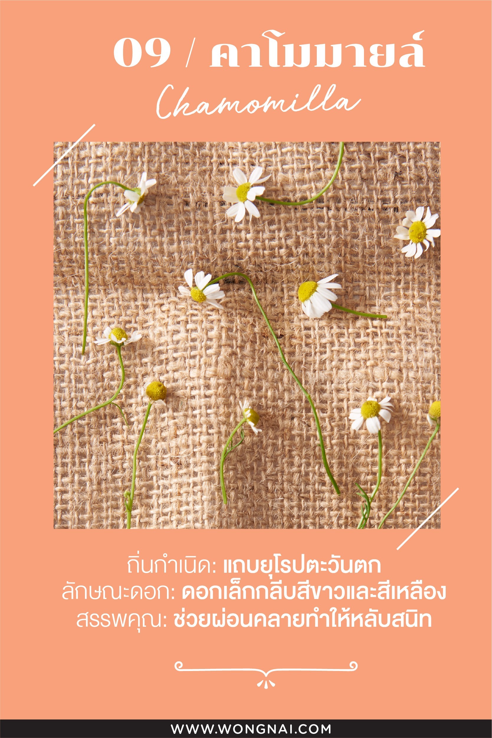 ประโยชน์ของดอกคาโมมายล์แห้ง