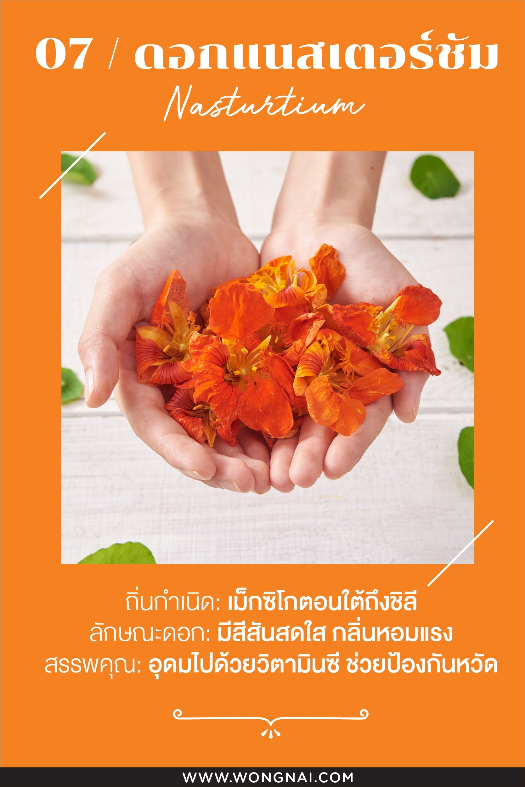 ดอกแนสเตอร์ชัมหลากหลายสีสัน