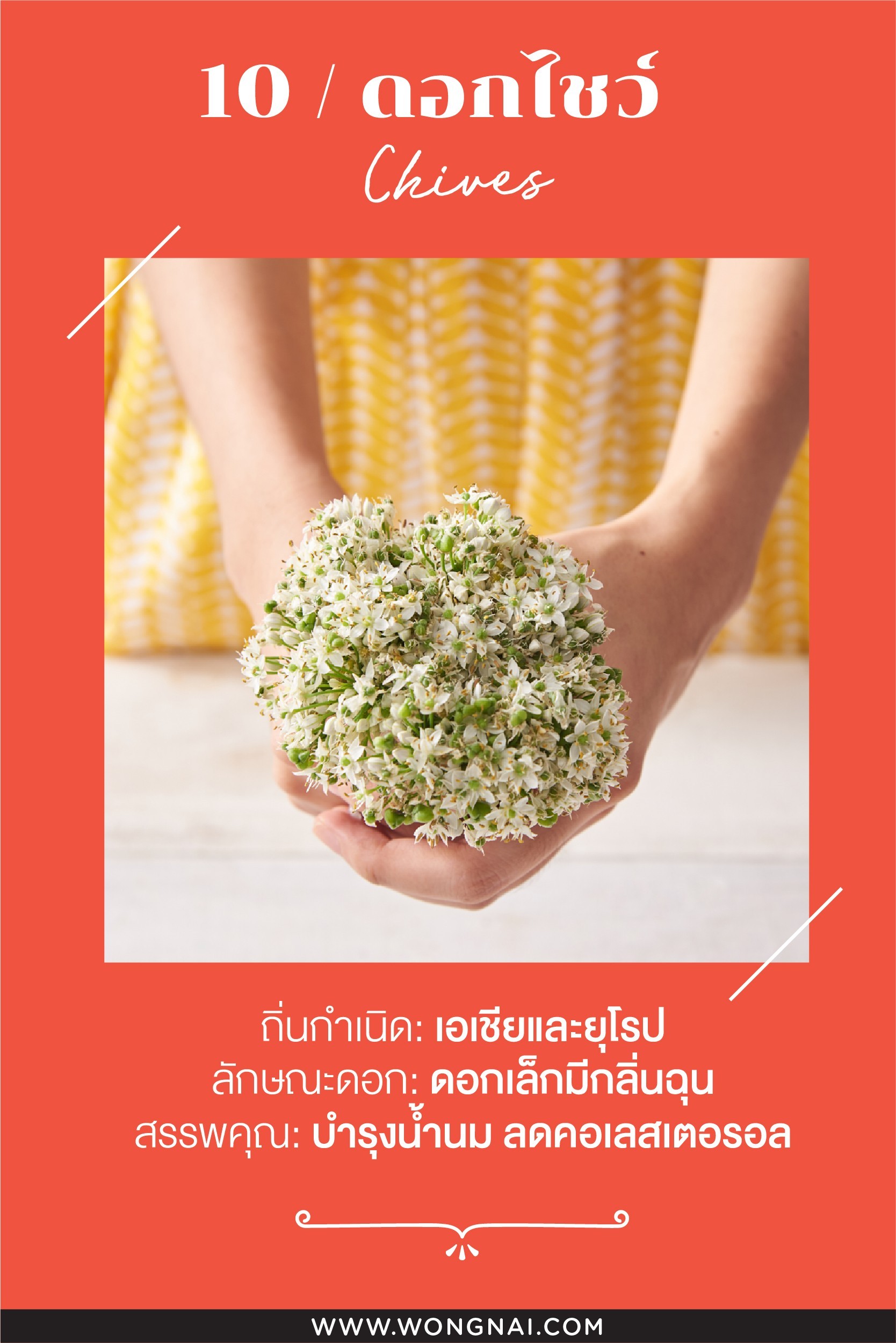 ประโยชน์ของดอกไชว์