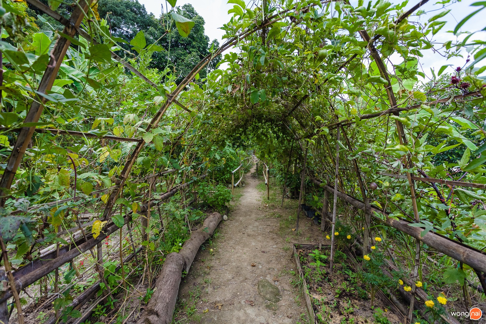 “Phuket Food Forest” สวนบ้านใบไม้ ภูเก็ต