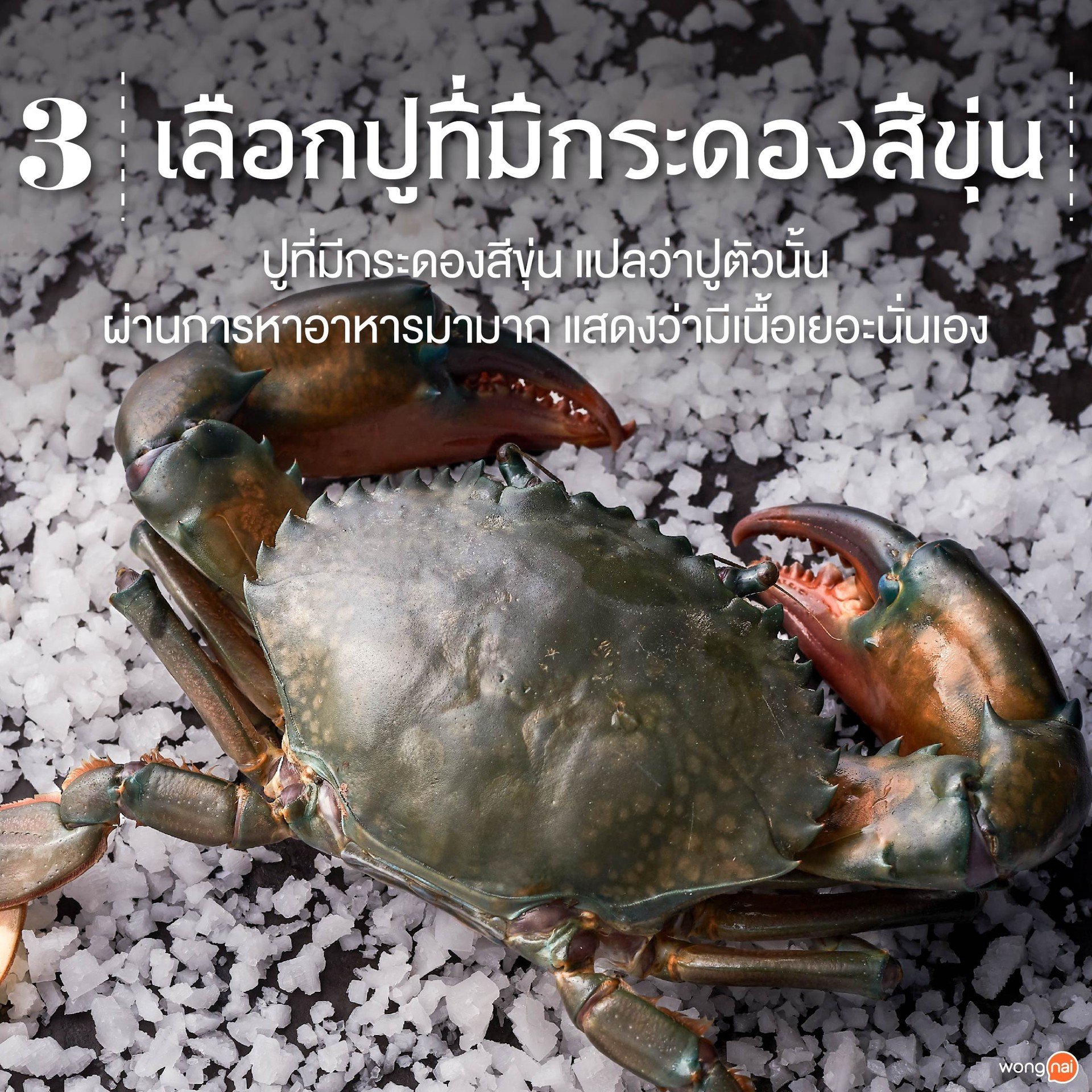 เลือกปูที่มีกระดองสีขุ่น และมีรอยเยอะ