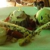 Dessert Plateau