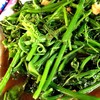 ผัดยอดเขาค้อ (ยอดมะระหวาน)