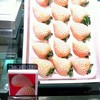 White Strawberry ลูกละ 150 บาท