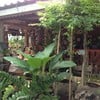 บรรยากาศร้านร่มรื่น