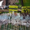 ปลาหมึกสดสารพัดอย่าง ราคาไม่แพงเลย