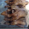 เป็ดอวบๆ