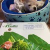 แดนเนียลยังเหล่เร้ย