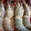 กุ้งตัวใหญ่ของเราคนเดียว