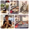 🐱 Cat cafe by Dome