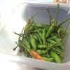 พริกขี้หนูสวนเม็ดเล็ก เผ็ดๆ กินแกล้มขาหมู หร่อยๆ