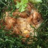 ข้าวผัดปลาสลิดคะน้ากรอบ