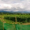 ริมร้าน