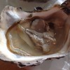 Oyster !!