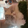 Caturday cat cafe
