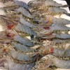 กุ้งแม่น้ำสั่งเอาแบบผ่าครึ่ง