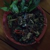 ปลาบึกผัดฉ่า