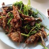 เป็ดผัดไฟแดง