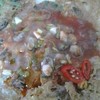 หอดทอดแมลงภู่ผสมอ่อส่วนกรอบล่างเหนียวบน