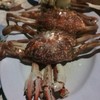 ปูม้า