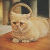 ตัวนี้หน้าจ๋องๆน่ารักมากค่าาา