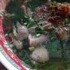 ต้มเลือดหมู
