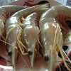 กุ้งแชบ๊วยพึ่งขึ้นจากเรือสดๆ