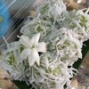 รับ "ขนมต้มใบเตย" สักกล่องไหมค่ะ ไส้มะพร้าวกวนเต็มๆคำ หอมน้ำตาลมะพร้าว 
