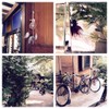 6/6 ปลากัดจีน ...