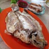 ปลาทับทิมย่าง