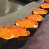 Ikura