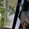 เจ๊ไรผัดไทยกุ้งสด