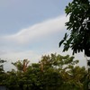 มีต้นไม้หน้าร้าน