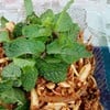 ยำหัวปลี มีดีที่หนังหมู