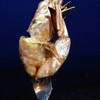 ไซส์กุ้ง (กุ้งแชบ๊วย)