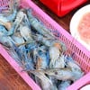 กุ้งแม่น้ำสดก็มีให้แบบไม่อั้น