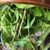 ผักสด