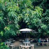ร้านลุงมีมีที่นั่งรับประทานก๋วยเตี๋ยวในสวนลำใยร่มรื่นเย็นสบาย