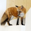 Red Fox ตัวนี้ชื่อ "ฮาชิ"