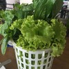 ผักสดรวม