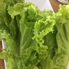 เพิ่มผัก