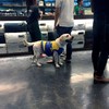 น้องหมา !!