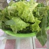ผักเคียง