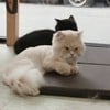 Fat Cat Cafe Club