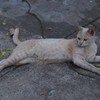 น้องเหมียวประจำร้าน