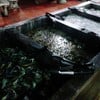 กุ้งหอยปลาหมึก