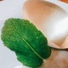 ใบสะระแหน่ใหญ่เท่าช้อนกินข้าว